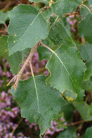 Betula pubescens \ Moor-Birke, Flaum-Birke / Downy Birch, D Neum&uuml;nster, Dosenmoor 16.9.2021