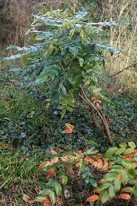 Mahonia bealei \ Schmuckblatt-Mahonie, Beales Mahonie / Leatherleaf Oregon Grape, Beale's Oregon Grape, D Weinheim an der Bergstra&szlig;e, Schlosspark 11.2.2022