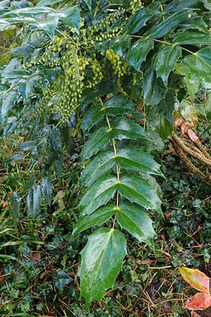 Mahonia bealei \ Schmuckblatt-Mahonie, Beales Mahonie / Leatherleaf Oregon Grape, Beale's Oregon Grape, D Weinheim an der Bergstra&szlig;e, Schlosspark 11.2.2022