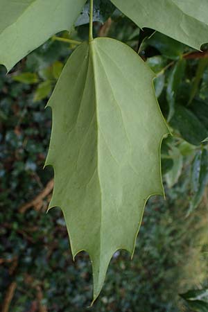 Mahonia bealei \ Schmuckblatt-Mahonie, Beales Mahonie / Leatherleaf Oregon Grape, Beale's Oregon Grape, D Weinheim an der Bergstra&szlig;e, Schlosspark 11.2.2022