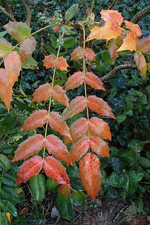 Mahonia bealei \ Schmuckblatt-Mahonie, Beales Mahonie / Leatherleaf Oregon Grape, Beale's Oregon Grape, D Weinheim an der Bergstra&szlig;e, Schlosspark 11.2.2022