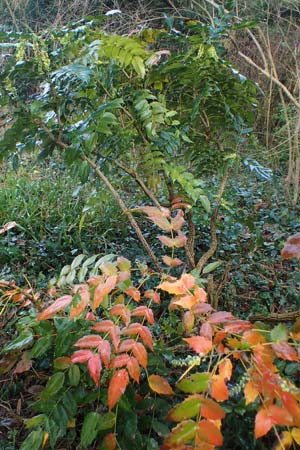 Mahonia bealei \ Schmuckblatt-Mahonie, Beales Mahonie / Leatherleaf Oregon Grape, Beale's Oregon Grape, D Weinheim an der Bergstra&szlig;e, Schlosspark 11.2.2022