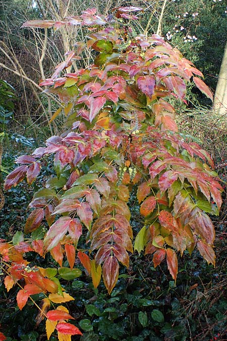 Mahonia bealei \ Schmuckblatt-Mahonie, Beales Mahonie / Leatherleaf Oregon Grape, Beale's Oregon Grape, D Weinheim an der Bergstra&szlig;e, Schlosspark 11.2.2022