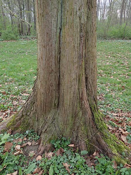 Taxodium distichum \ Echte Sumpf-Zypresse, Sumpf-Eibe / Bald Cypress, D Mannheim 30.3.2022