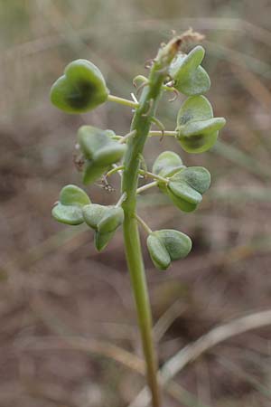 Muscari botryoides \ Kurztraubige Bisamhyazinthe, Kleine Traubenhyazinthe / Compact Grape Hyacinth, D Sachsen-Anhalt, K&ouml;nnern 11.6.2022