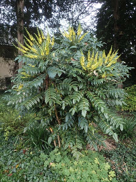 Mahonia bealei \ Schmuckblatt-Mahonie, Beales Mahonie / Leatherleaf Oregon Grape, Beale's Oregon Grape, D Weinheim an der Bergstra&szlig;e, Schlosspark 6.11.2022