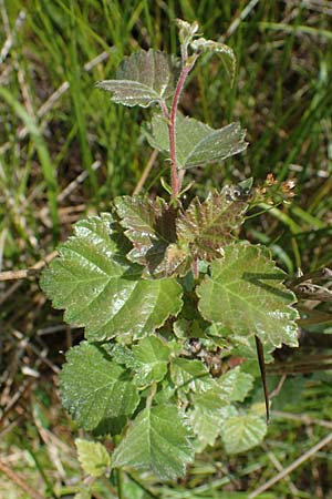 Betula pubescens \ Moor-Birke, Flaum-Birke / Downy Birch, D Hunsr&uuml;ck, B&ouml;rfink 26.6.2023