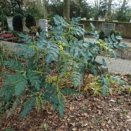 Mahonia bealei \ Schmuckblatt-Mahonie, Beales Mahonie / Leatherleaf Oregon Grape, Beale's Oregon Grape, D Ludwigshafen 9.2.2024