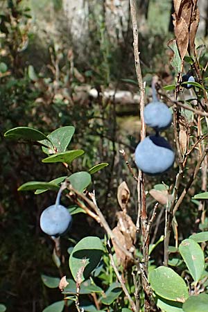 Vaccinium uliginosum \ Gew�hnliche Moorbeere / Bog Bilberry, D Oberpfalz, Roding 12.8.2024