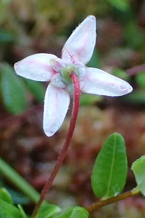 Vaccinium oxycoccos \ Gew�hnliche Moosbeere / Common Cranberry, D Babensham 14.8.2024