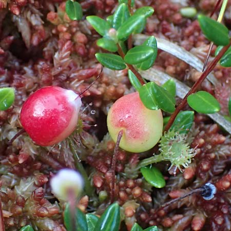 Vaccinium oxycoccos \ Gew�hnliche Moosbeere / Common Cranberry, D Babensham 14.8.2024