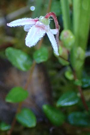 Vaccinium oxycoccos \ Gew�hnliche Moosbeere / Common Cranberry, D Babensham 14.8.2024