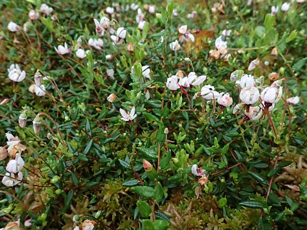 Vaccinium oxycoccos \ Gew�hnliche Moosbeere / Common Cranberry, D Kisslegg-Waltershofen 15.8.2024