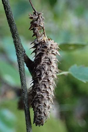 Betula pubescens \ Moor-Birke, Flaum-Birke / Downy Birch, D Neckarsteinach 24.8.2024