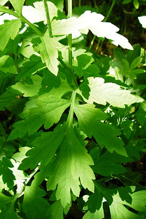 Meconopsis cambrica \ Gelber Schein-Mohn / Welsh Poppy, D Hechingen 3.6.2015