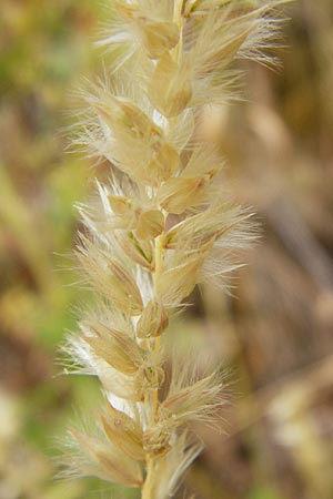 Melica ciliata agg. \ Wimper-Perlgras / Ciliated Melick, D Runkel an der Lahn 17.6.2015