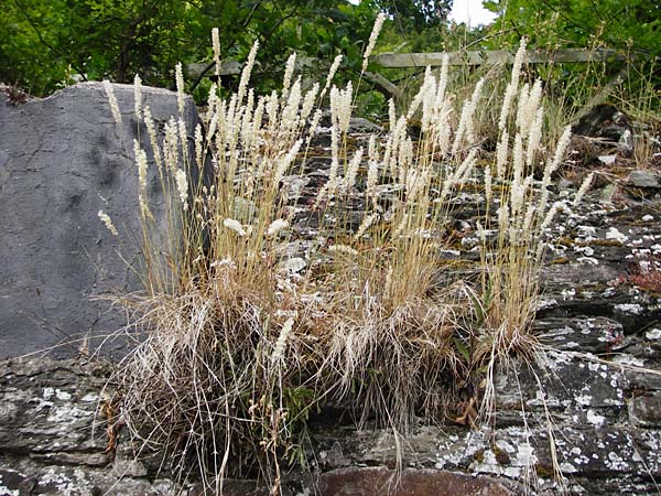 Melica ciliata agg. \ Wimper-Perlgras / Ciliated Melick, D Runkel an der Lahn 17.6.2015