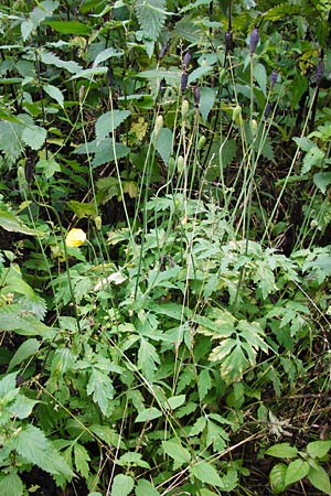 Meconopsis cambrica \ Gelber Schein-Mohn / Welsh Poppy, D Odenwald, Unterflockenbach 27.6.2015