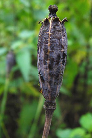 Meconopsis cambrica \ Gelber Schein-Mohn / Welsh Poppy, D Odenwald, Unterflockenbach 27.6.2015