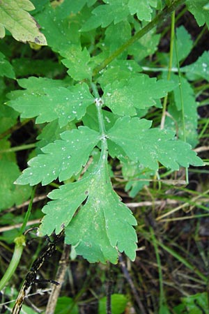 Meconopsis cambrica \ Gelber Schein-Mohn / Welsh Poppy, D Odenwald, Unterflockenbach 27.6.2015