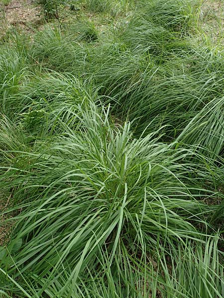 Molinia caerulea \ Pfeifengras / Moor Grass, D Darmstadt 15.7.2017
