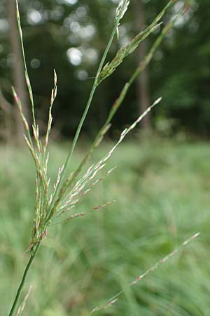 Molinia caerulea \ Pfeifengras / Moor Grass, D Darmstadt 15.7.2017
