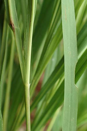 Molinia caerulea \ Pfeifengras / Moor Grass, D Darmstadt 15.7.2017