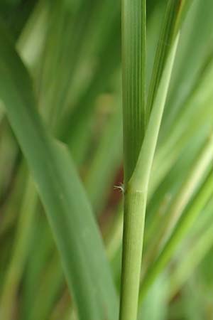 Molinia caerulea \ Pfeifengras / Moor Grass, D Darmstadt 15.7.2017