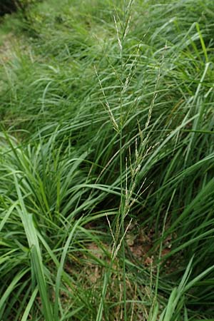 Molinia caerulea \ Pfeifengras / Moor Grass, D Darmstadt 15.7.2017