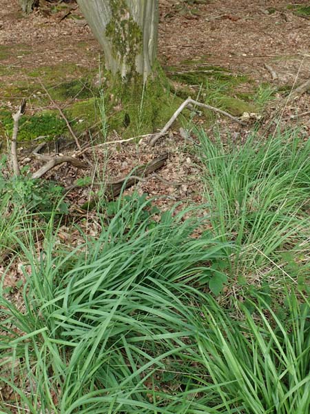 Molinia caerulea \ Pfeifengras / Moor Grass, D Darmstadt 15.7.2017