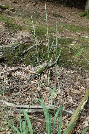 Molinia caerulea \ Pfeifengras / Moor Grass, D Darmstadt 15.7.2017