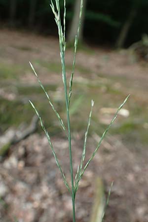 Molinia caerulea \ Pfeifengras / Moor Grass, D Darmstadt 15.7.2017