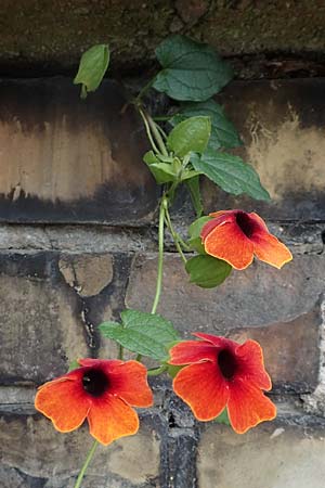 Thunbergia alata \ Schwarz&auml;ugige Susanne / Black-Eyed Susan Vine, D Ludwigshafen 9.9.2017
