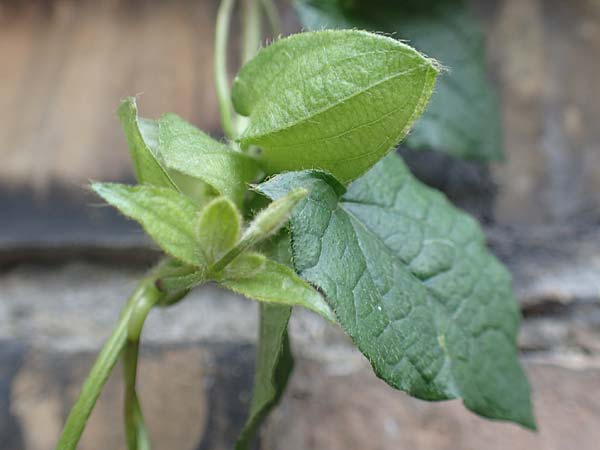 Thunbergia alata \ Schwarz&auml;ugige Susanne / Black-Eyed Susan Vine, D Ludwigshafen 9.9.2017