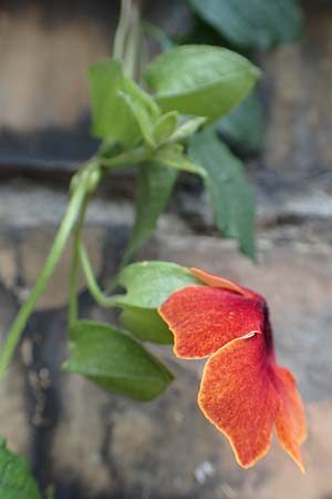 Thunbergia alata \ Schwarz&auml;ugige Susanne / Black-Eyed Susan Vine, D Ludwigshafen 9.9.2017