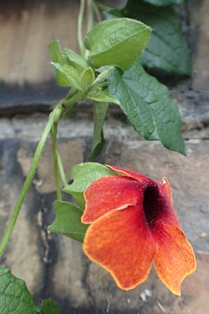 Thunbergia alata \ Schwarz&auml;ugige Susanne / Black-Eyed Susan Vine, D Ludwigshafen 9.9.2017