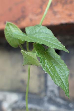 Thunbergia alata \ Schwarz&auml;ugige Susanne / Black-Eyed Susan Vine, D Ludwigshafen 9.9.2017