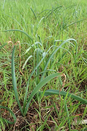 Muscari comosum \ Schopfige Traubenhyazinthe / Tassel Hyacinth, D Birkenheide 14.4.2018