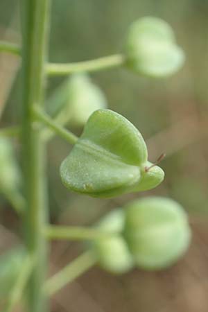 Muscari comosum \ Schopfige Traubenhyazinthe / Tassel Hyacinth, D Birkenheide 8.6.2018