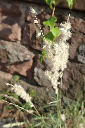 Melica ciliata agg. \ Wimper-Perlgras / Ciliated Melick, D Heidelberg 10.6.2018