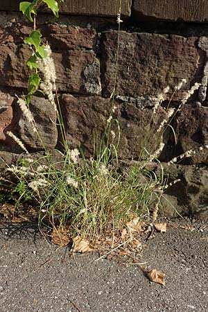 Melica ciliata agg. \ Wimper-Perlgras / Ciliated Melick, D Heidelberg 10.6.2018