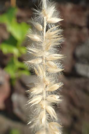 Melica ciliata agg. \ Wimper-Perlgras / Ciliated Melick, D Heidelberg 10.6.2018