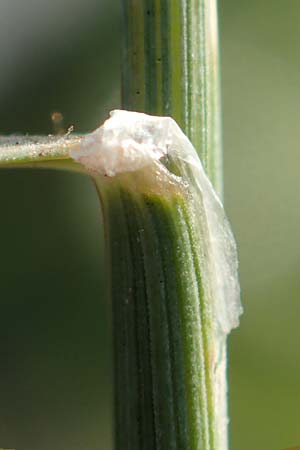 Melica ciliata agg. \ Wimper-Perlgras / Ciliated Melick, D Heidelberg 10.6.2018