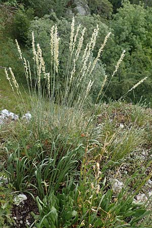 Melica ciliata agg. \ Wimper-Perlgras / Ciliated Melick, D Fridingen 26.6.2018