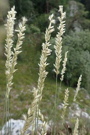 Melica ciliata agg. \ Wimper-Perlgras / Ciliated Melick, D Fridingen 26.6.2018