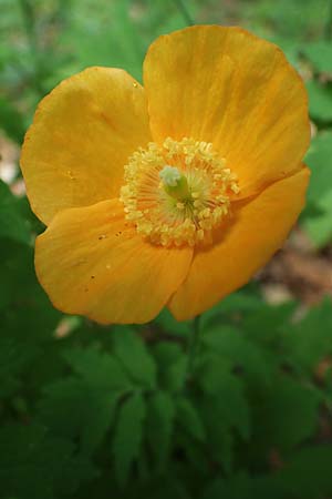 Meconopsis cambrica \ Gelber Schein-Mohn / Welsh Poppy, D Schriesheim-Altenbach 8.6.2023
