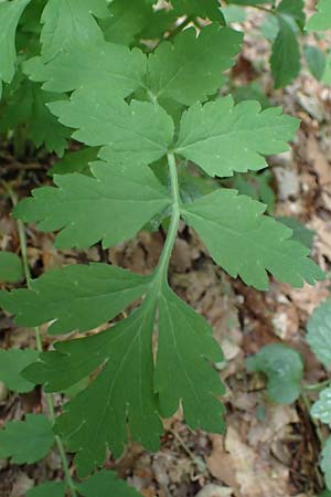 Meconopsis cambrica \ Gelber Schein-Mohn / Welsh Poppy, D Schriesheim-Altenbach 8.6.2023