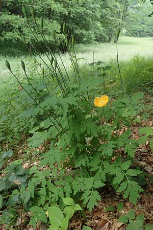 Meconopsis cambrica \ Gelber Schein-Mohn / Welsh Poppy, D Schriesheim-Altenbach 8.6.2023