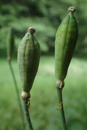 Meconopsis cambrica \ Gelber Schein-Mohn / Welsh Poppy, D Schriesheim-Altenbach 8.6.2023