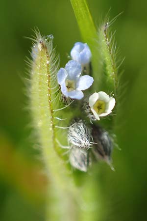 Myosotis dubia \ Kleines Buntes Vergissmeinnicht / Small Changing Forget-me-not, D R&ouml;dermark 13.5.2017